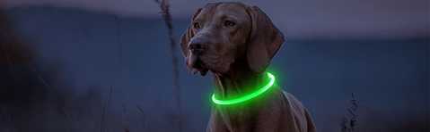 Светящийся ошейник для собаки, с подзарядкой от USB