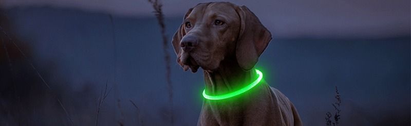 Світлодіодний LED нашийник для собак Supretto із зарядкою USB (8158)