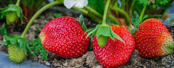 Как правильно выращивать клубнику на даче? Сорта ремонтантной ягоды